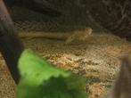Polypterus Teugelsi 25cm, Dieren en Toebehoren, Vis