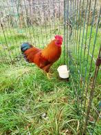 New Hampshire dwerghoenders, roodbruin, Meerdere dieren, Kip