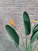 Strelizia reginea, patrijsvogelbloem, mediterrane plant, Vaste plant, Halfschaduw, Zomer, Ophalen