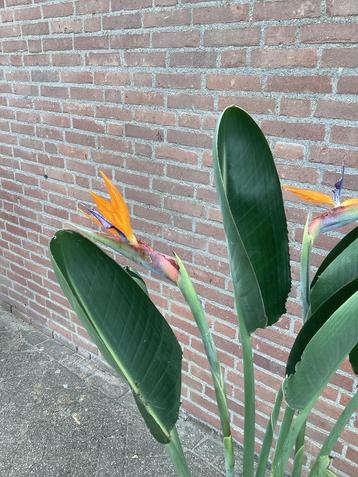 Strelizia reginea, patrijsvogelbloem, mediterrane plant beschikbaar voor biedingen