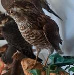 Taxidermie Taxidermy Opgezette "sperwer" vrouw, Verzamelen, Ophalen of Verzenden, Zo goed als nieuw, Vogel, Opgezet dier