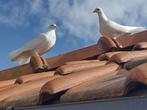 Witte jonge pauwstaart duifjes (2), Meerdere dieren