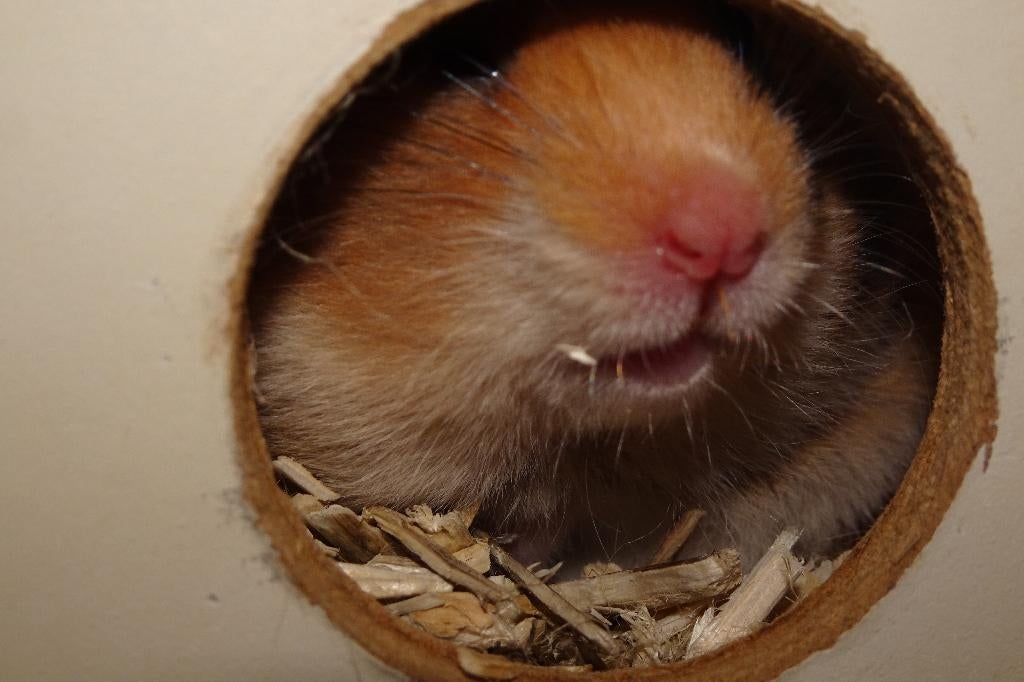 Hamster goudhamster Assen, Dieren en Toebehoren, Knaagdieren, Meerdere dieren, Hamster, Januari, Tam