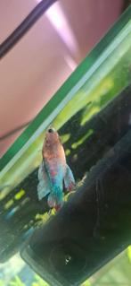 Betta fish female, Dieren en Toebehoren, Vis