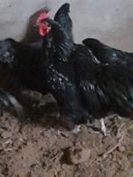 2 jonge Australorp hanen, Mannelijk, Kip