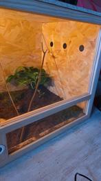 Terrarium 120 x60x60, Ophalen of Verzenden, Zo goed als nieuw, Terrarium of Paludarium