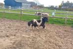 Merrieveulen & hengstveulen 5 maanden oud, Dieren en Toebehoren, Pony's, Hengst, A pony (tot 1.17m), Gechipt, 0 tot 2 jaar