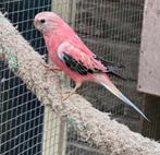 Rose bourke parkiet pop, Dieren en Toebehoren, Vogels | Parkieten en Papegaaien, Meerdere dieren, Parkiet