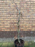 Rode treurbeuk. In pot. Bonsai. Ca 100cm, Ophalen, Overige soorten