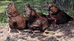 Te koop 4 barnevelder hennen evt ook hanen te koop, Dieren en Toebehoren, Pluimvee, Meerdere dieren, Kip