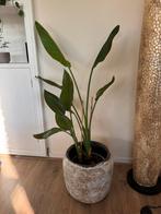 Mooie planten te koop wegens verhuizing!, Vaste plant, Bloeit niet, Halfschaduw, Ophalen