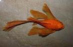 Ancistrus super red longfin - Koidream Valburg