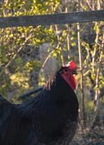 Zeldzame jersey giant toom!, Dieren en Toebehoren, Pluimvee, Meerdere dieren, Kip