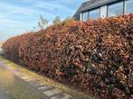 Beuken haag gratis, Tuin en Terras, Planten | Struiken en Hagen, Ophalen, Beukenhaag, Haag, 250 cm of meer