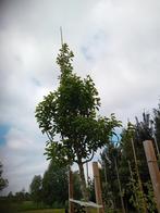 Magnolia kobus boom, Overige soorten, Lente, 400 cm of meer, Ophalen