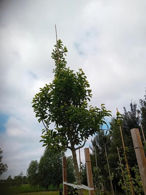 Magnolia kobus boom, Tuin en Terras, Planten | Bomen, Overige soorten, 400 cm of meer, Volle zon, Lente, In pot, Ophalen