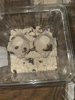 Baby Dubia kakkerlakken, Ophalen of Verzenden