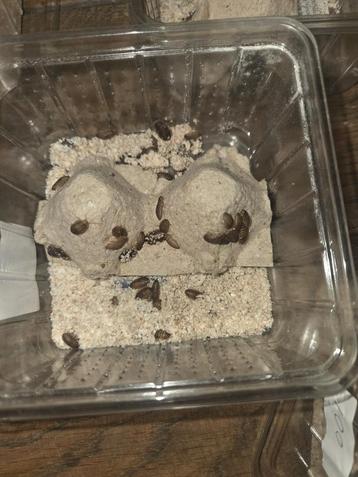 Baby Dubia kakkerlakken  beschikbaar voor biedingen