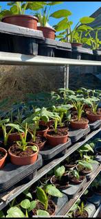 Tayerblad, Tuin en Terras, Planten | Tuinplanten, Ophalen of Verzenden