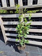 Camelia 'Nuccio's Pearl' 80-100 cm, Tuin en Terras, Planten | Struiken en Hagen, Ophalen of Verzenden, Overige soorten, Struik