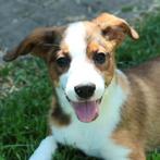 Raszuivere welsh sheep dog pups, Dieren en Toebehoren, Sheepdog, Meerdere, Meerdere dieren, Nederland