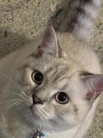 Britse korthaar - British shorthair, Dieren en Toebehoren, Katten en Kittens | Raskatten | Korthaar, Kater, Gechipt, 0 tot 2 jaar
