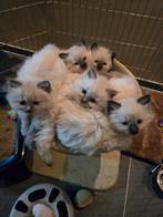 Raggdol kittens langharig, Dieren en Toebehoren, Katten en Kittens | Raskatten | Langhaar, Meerdere dieren