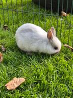 3 lieve kleurdwerg konijntjes, Dieren en Toebehoren, Konijnen, Meerdere dieren, Dwerg, 0 tot 2 jaar