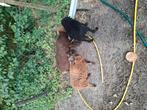 Rammetje ouessant schaapje, Dieren en Toebehoren, Schapen, Geiten en Varkens, Mannelijk, Schaap, 0 tot 2 jaar