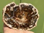 Versteend hout schijf plak dubbel gepolijst mineralen, Ophalen of Verzenden, Mineraal