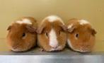 Te koop 3 us teddy zusjes, Dieren en Toebehoren, Knaagdieren, Cavia, Augustus, Vrouwelijk, Tam