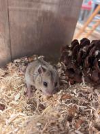 Chinese dwerghamsters man, Dieren en Toebehoren, Knaagdieren, Hamster, Mannelijk, Januari, Tam