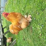 Lieve, tamme, prachtige jonge haan  6 maanden oud ..kippen, Mannelijk, Kip