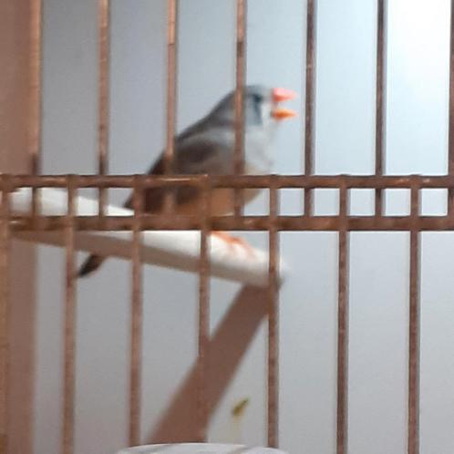 4 koppels LEUKE ZEBRAVNKEN/DIV.KLEUREN, Dieren en Toebehoren, Vogels | Overige Vogels, Tropenvogel, Meerdere dieren