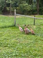 Indische loopeenden te koop!, Dieren en Toebehoren, Meerdere dieren, Eend