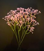 GIPSKRUID - KUNST - WIT & ROZE, Ophalen of Verzenden, Nieuw