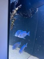 3x synodontis polli white 6-8 cm, Dieren en Toebehoren, Vis
