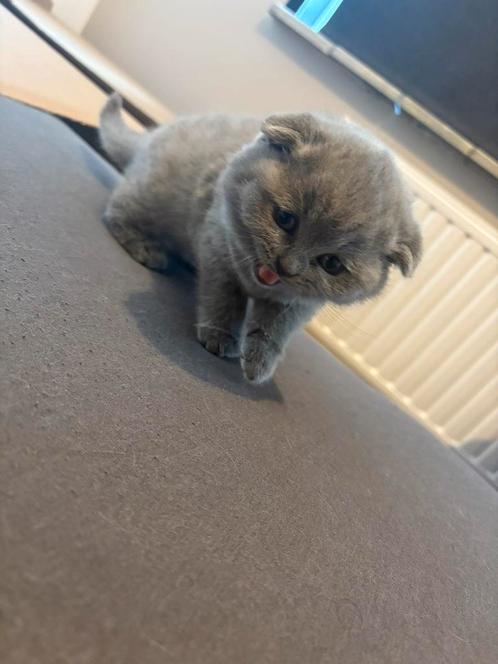 Britse Korthaar Kittens, Dieren en Toebehoren, Katten en Kittens | Raskatten | Korthaar, Ontwormd