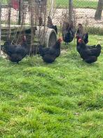 Jonge hennen marans 19 weken legkippen (leghennen), Dieren en Toebehoren, Pluimvee, Vrouwelijk, Kip