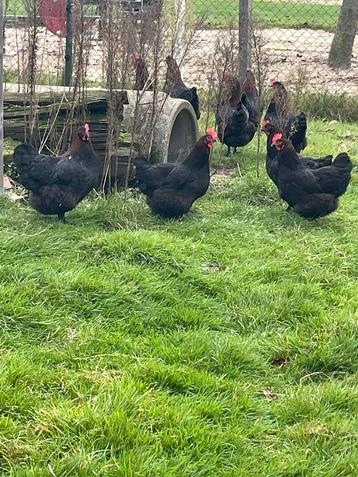 Jonge hennen marans 19 weken legkippen (leghennen) beschikbaar voor biedingen