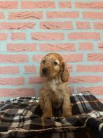 English Cocker spaniel puppy, 8 tot 15 weken, Meerdere, Meerdere dieren, Spaniël