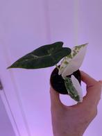 Baby alocasia’s frydek variegata melo platinum etc, Ophalen of Verzenden, Halfschaduw, Minder dan 100 cm