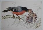 Goudvink voert jongen, ontwerp Ko van den Broecke, Ophalen of Verzenden, 1980 tot heden, Ongelopen, Vogel