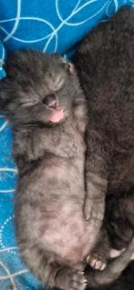 Zeer lieve kittens zoeken een thuis, Meerdere dieren
