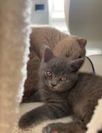 Te koop: grijs Britse korthaar kitten, Dieren en Toebehoren, Katten en Kittens | Raskatten | Korthaar, Poes, Ontwormd, 0 tot 2 jaar