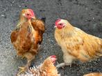 Twee leuke haantjes kruising sussex en cochin kriel, Dieren en Toebehoren, Pluimvee, Mannelijk, Kip