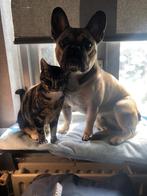 Franse bulldog 5 jaar oud, Dieren en Toebehoren, Honden | Bulldogs, Pinschers en Molossers, Particulier, Rabiës (hondsdolheid)