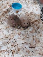 Hele leuke syrische hamster mannen, Dieren en Toebehoren, Knaagdieren, April, Mannelijk, Cavia