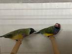 Gouldamadine, Dieren en Toebehoren, Vogels | Overige Vogels, Meerdere dieren, Geringd