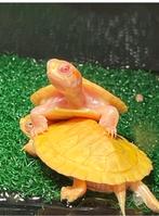 Albino Geelroodwand schildpad - babies (zeer zeldzaam), Dieren en Toebehoren, Reptielen en Amfibieën, Schildpad, Tam, 0 tot 2 jaar